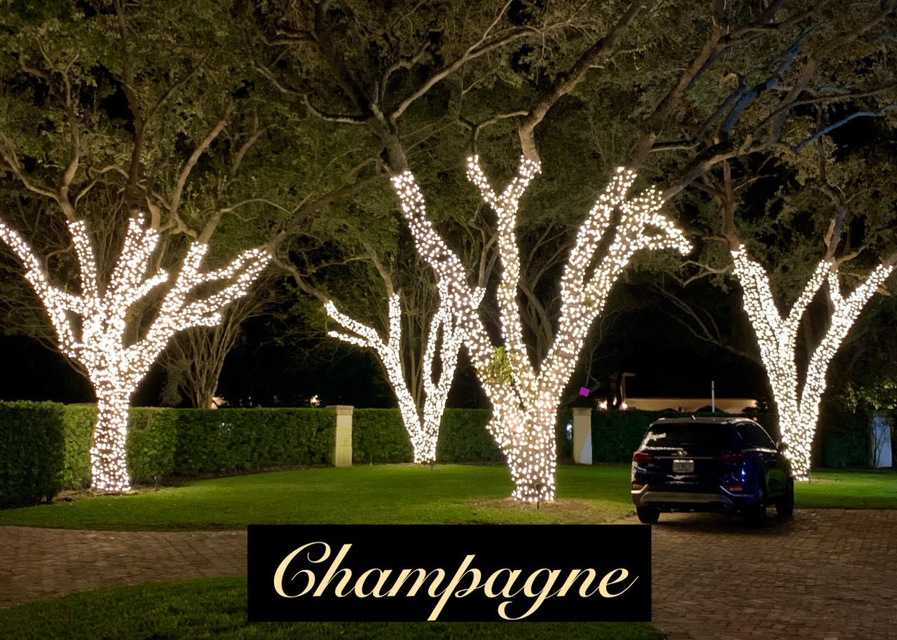 Champagne shade-tree lighting Champagne Christmas lights trace shade-tree trunks and branches beside a driveway.