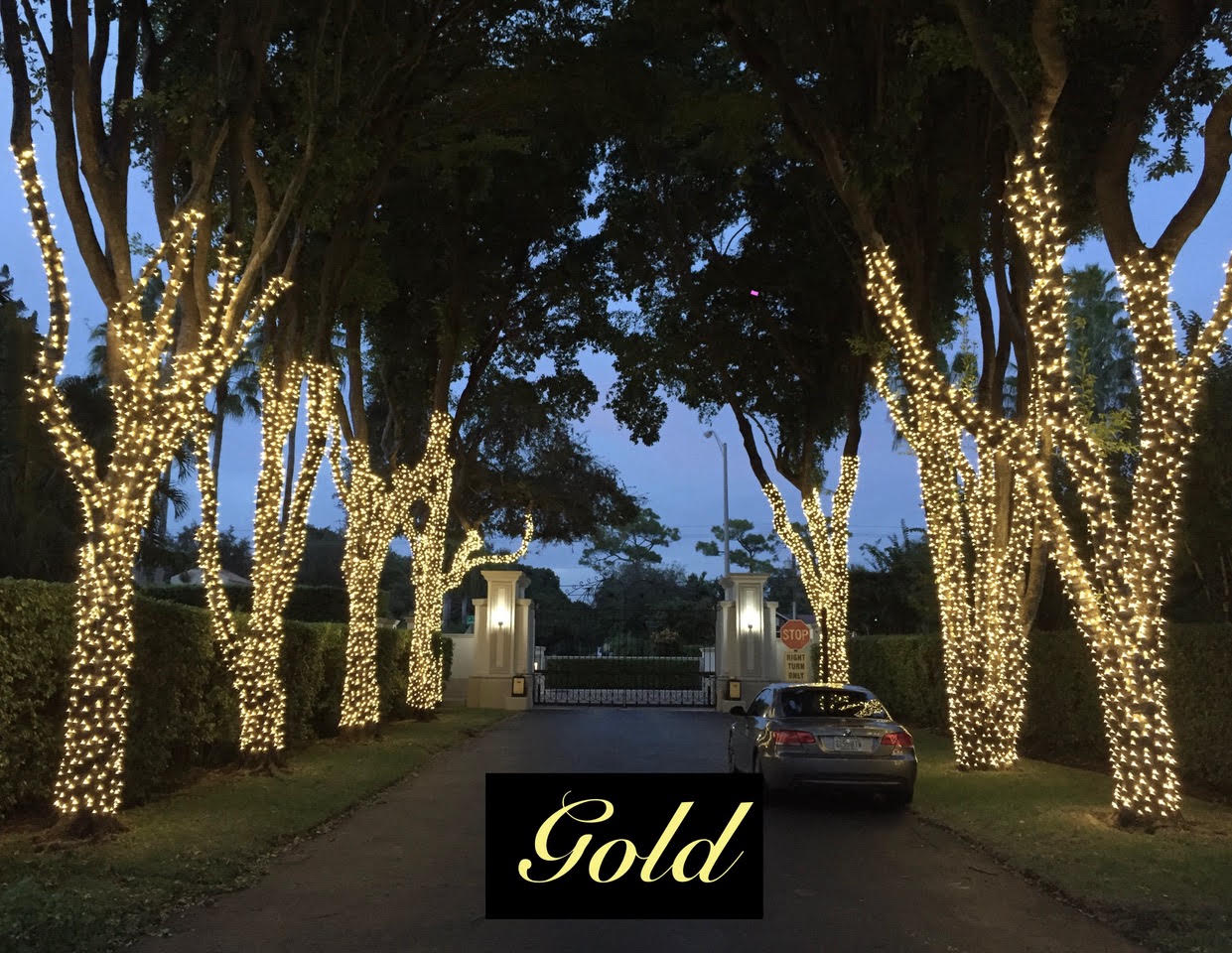 Gold driveway tree wraps Gold Christmas lights wrap shade-tree trunks beside a gated driveway at dusk.