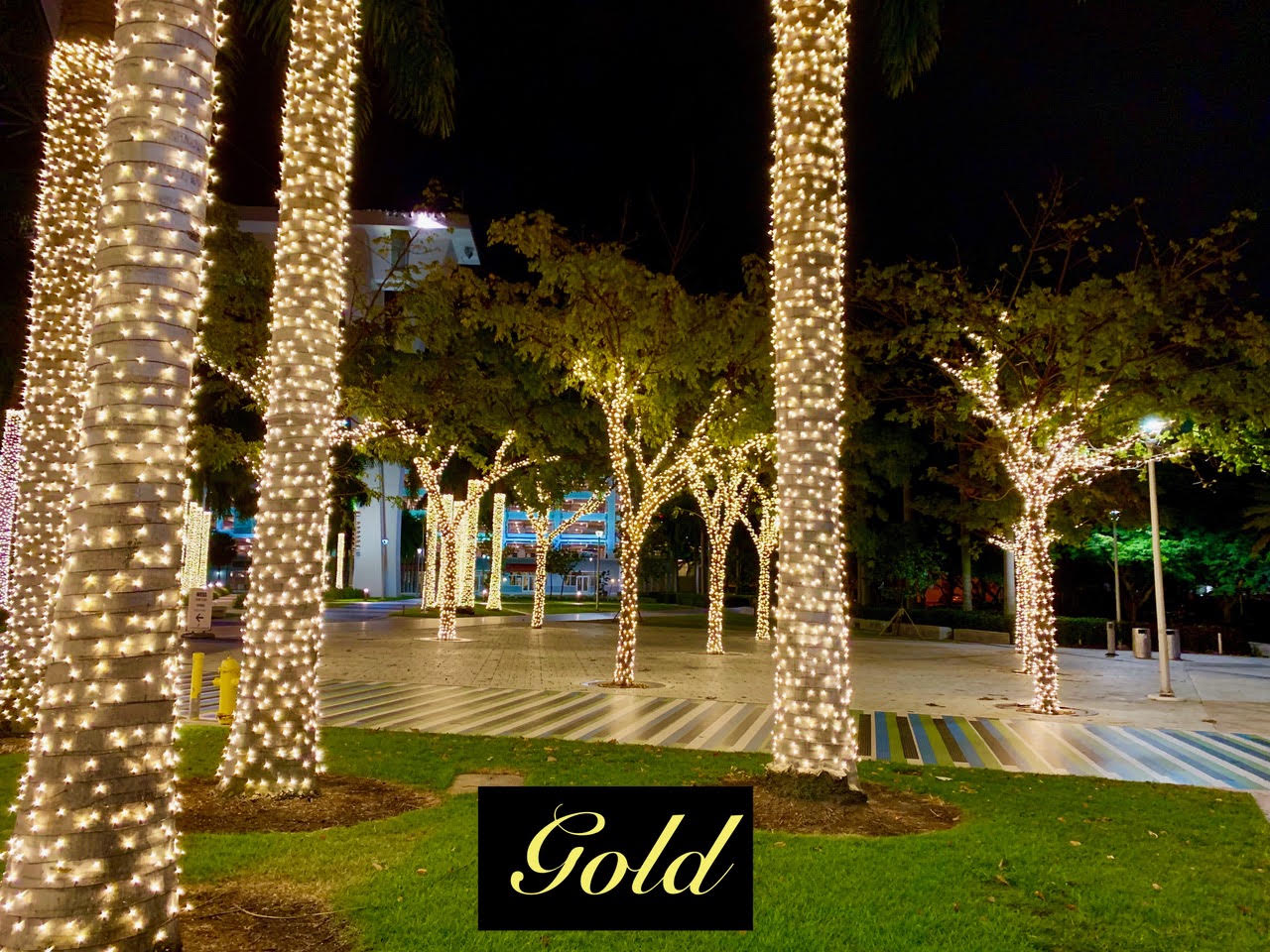 Gold plaza lighting Gold Christmas lights wrap palm trunks and shade-tree branches around a plaza.