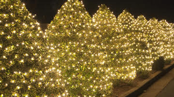 Shaped hedge lighting White Christmas lights cover a row of shaped hedges at night.