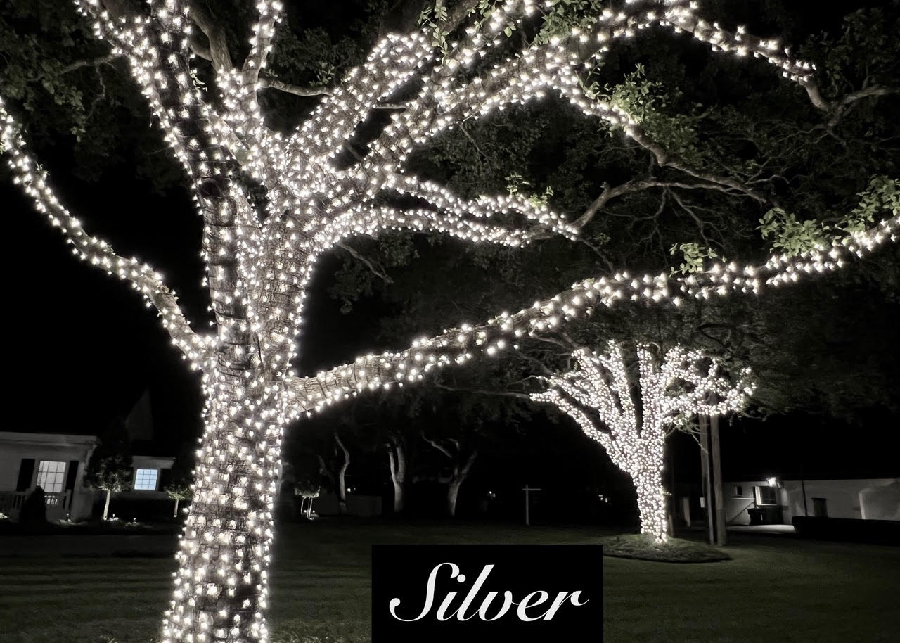 Silver shade-tree lighting Silver Christmas lights wrap a large shade-tree trunk and spreading branches.