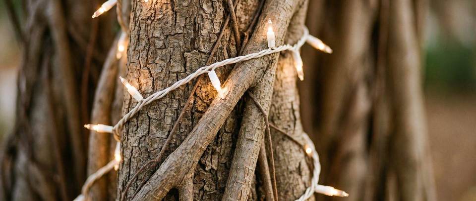 Banyan aerial roots wrapped in lights, Miami: warm white Christmas lighting idea for Coral Way, FL from Mr. Christmas Lights, (786) 228-6649