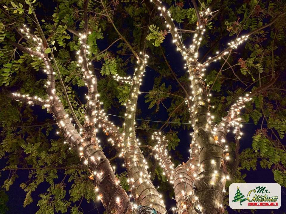 Tree canopy wrap Tree canopy wrap: real Christmas light installation by Mr. Christmas Lights in Miami, FL, (786) 228-6649