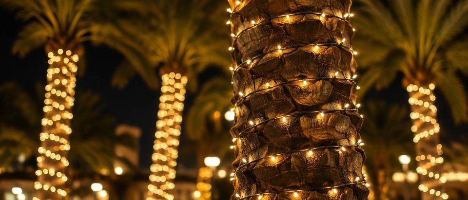 Palm trunk wrap detail, Miami Close-up of a royal palm trunk tightly wrapped in evenly spaced warm white Christmas lights, Mr. Christmas Lights Miami
